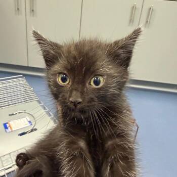Erewhon -  Domestic Short Hair Cat for Adoption in Greensboro, North Carolina - Erewhon | PetCurious