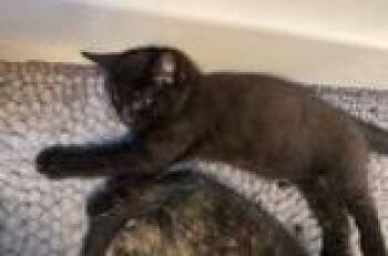 Mazee (bonded with Yuki) -  Domestic Short Hair Cat for Adoption in Pickering, Ontario - Mazee (bonded With Yuki) | PetCurious