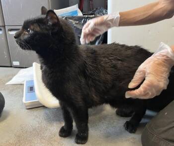 Yoshi -  Domestic Short Hair Cat for Adoption in Salt Lake City, Utah - Yoshi | PetCurious