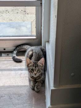 Avery -  Domestic Short Hair Cat for Adoption in Milltown, New Jersey - Avery | PetCurious