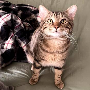 Domestic Short Hair Cats Available for Adoption in Carmel, Indiana - Pluto | PetCurious