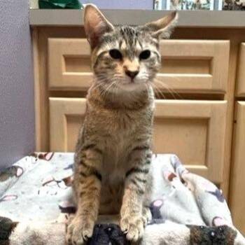 Manx Cats Available for Adoption - Remus | PetCurious