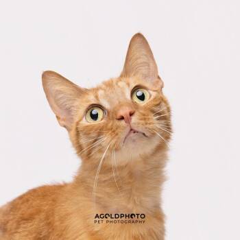 Domestic Medium Hair Cats Available for Adoption in Tampa, Florida - Biscotti | PetCurious