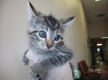 YOYO -  Domestic Short Hair Cat for Adoption in Ocala, Florida - YOYO | PetCurious