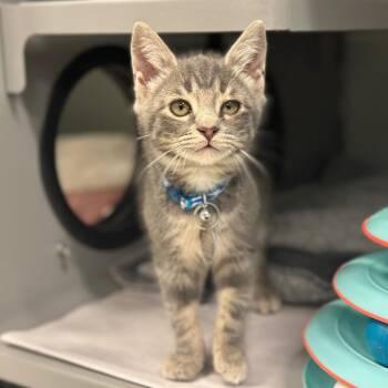 WV2385 Prizewinner -  Domestic Short Hair Cat for Adoption in Port Washington, New York - WV2385 Prizewinner | PetCurious