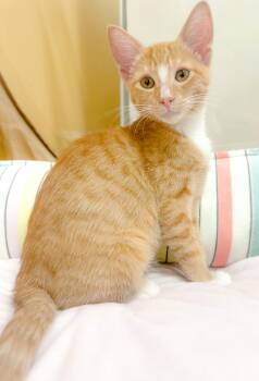 Myla -  Domestic Short Hair Cat for Adoption in Oakley, California - Myla | PetCurious