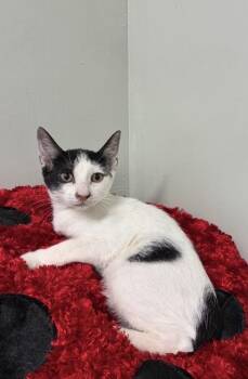 Sunflower -  Manx and Domestic Short Hair Cat for Adoption in Picayune, Mississippi - Sunflower | PetCurious