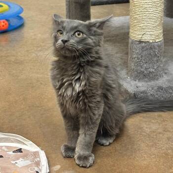 Slate 53569 -  Domestic Short Hair Cat for Adoption in Las Vegas, Nevada - Slate 53569 | PetCurious