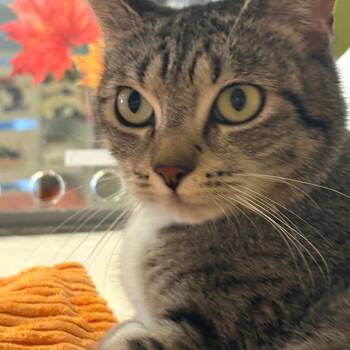 Smudge -  Domestic Short Hair Cat for Adoption in Temecula, California - Smudge | PetCurious
