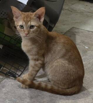 Orange -  Domestic Short Hair Cat for Adoption in Evans, Georgia - Orange | PetCurious