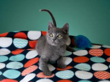 JOHNSON II -  Domestic Short Hair Cat for Adoption in Santa Fe, New Mexico - JOHNSON II | PetCurious