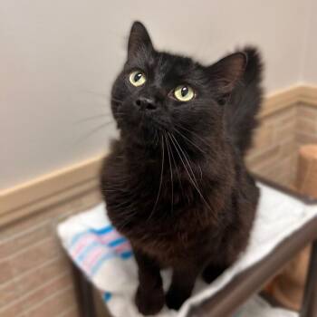 Kayden -  Domestic Long Hair Cat for Adoption in Davenport, Iowa - Kayden | PetCurious