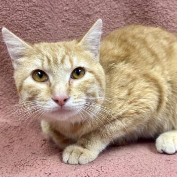 Edgar -  Domestic Short Hair Cat for Adoption in Saint Joseph, Missouri - Edgar | PetCurious
