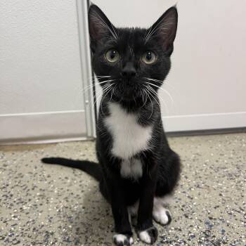 Rescue Domestic Short Hair Cats for Adoption in Frankenmuth, Michigan - Bert | PetCurious