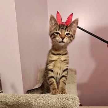 Blossom -  Domestic Short Hair Cat for Adoption in Hudsonville, Michigan - Blossom | PetCurious