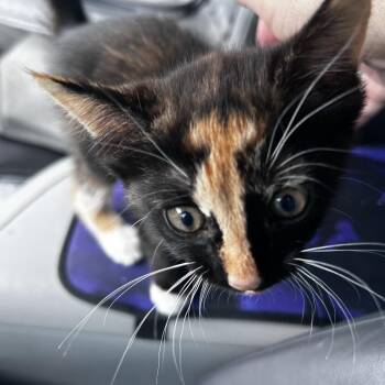 Hailey -  American Shorthair Cat for Adoption in Greensboro, North Carolina - Hailey | PetCurious