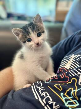 Yin -  Domestic Short Hair Cat for Adoption in Long Beach, California - Yin | PetCurious