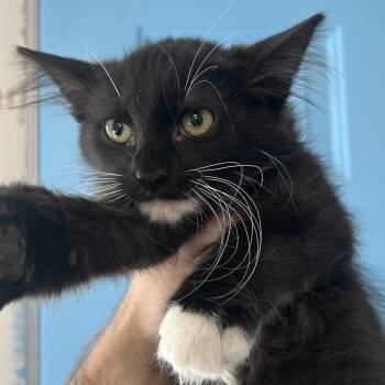 3B Aaliyah Roswell -  Domestic Medium Hair Cat for Adoption in Denver, Colorado - 3B Aaliyah Roswell | PetCurious