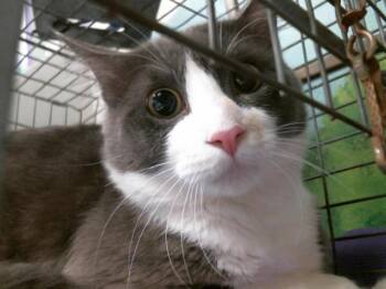 Domestic Short Hair Cats Available for Adoption in Houston, Texas - GERARDO | PetCurious