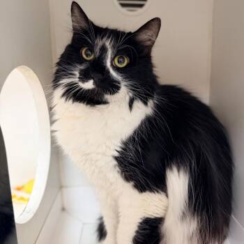 Elsa -  Domestic Long Hair Cat for Adoption in Champaign, Illinois - Elsa | PetCurious