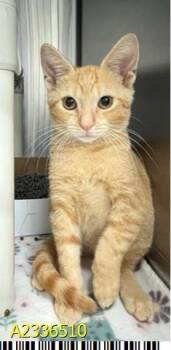 ALMOND JOY -  Domestic Short Hair Cat for Adoption in West Palm Beach, Florida - ALMOND JOY | PetCurious