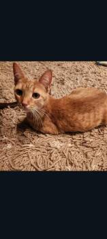Carmela -  Domestic Short Hair Cat for Adoption in Lewis Center, Ohio - Carmela | PetCurious