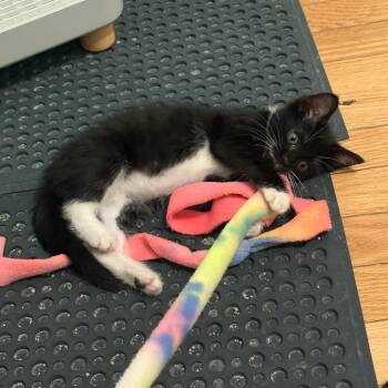 Snowy -  Domestic Short Hair Cat for Adoption in Evanston, Illinois - Snowy | PetCurious