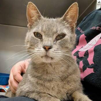 Domestic Short Hair Cats Available for Adoption - Seahorse | PetCurious