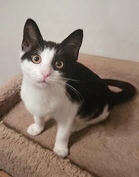 Sage -  Domestic Short Hair Cat for Adoption in Fullerton, Pennsylvania - Sage | PetCurious