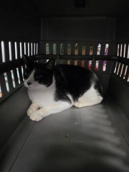 Oreo -  Domestic Short Hair Cat for Adoption in Rockport, Texas - Oreo | PetCurious