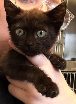 Yoda -  Domestic Short Hair Cat for Adoption in Lansing, Michigan - Yoda | PetCurious