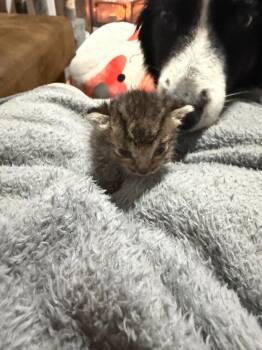 Mellon (Mel) -  Domestic Short Hair Cat for Adoption in Cloquet, Minnesota - Mellon (Mel) | PetCurious