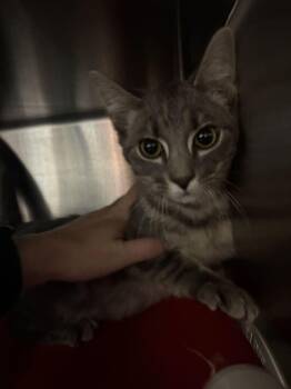 Chico -  Domestic Short Hair Cat for Adoption in Cincinnati, Ohio - Chico | PetCurious