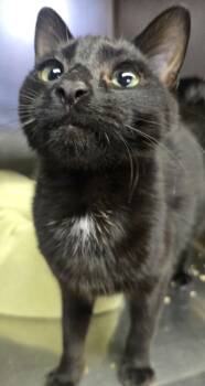 Rescue Domestic Short Hair Cats for Adoption in Roseville, California - McDonald`s | PetCurious