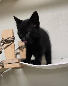 Spot -  Domestic Short Hair Cat for Adoption in Larned, Kansas - Spot | PetCurious