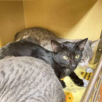 Betty -  Domestic Short Hair Cat for Adoption in Seven Valleys, Pennsylvania - Betty | PetCurious