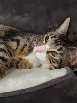 Domestic Short Hair Cats Available for Adoption in North Richland Hills, Texas - Gypsy | PetCurious