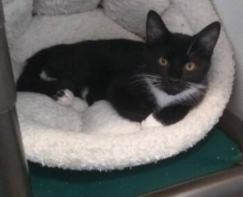 Rescue Domestic Short Hair Cats for Adoption in Libby, Montana - Purrsephone | PetCurious