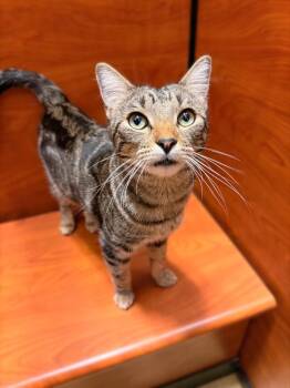 Domestic Short Hair Cats Available for Adoption in Thousand Oaks, California - Magilla | PetCurious