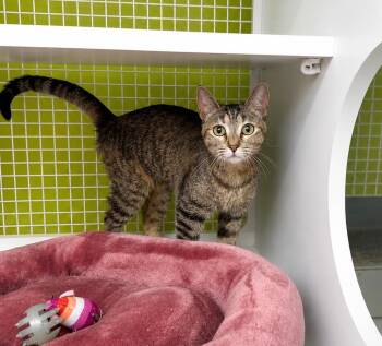 Domestic Short Hair Cats Available for Adoption in Fort Lupton, Colorado - Caramel Tartu | PetCurious