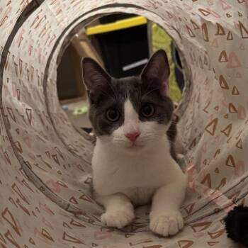 Wyatt -  Domestic Short Hair Cat for Adoption in Houston, Texas - Wyatt | PetCurious