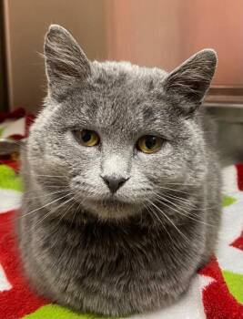 Smokey -  Domestic Short Hair and Russian Blue Cat for Adoption in Logan, Utah - Smokey | PetCurious