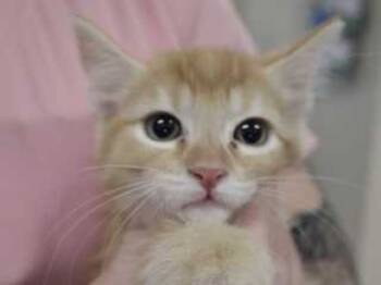 Rescue Domestic Short Hair Cats for Adoption in Wildomar, California - 803506 | PetCurious