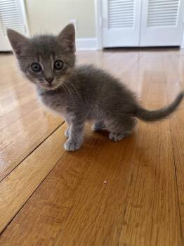 ASH -  Domestic Short Hair Cat for Adoption in Charlotte, North Carolina - ASH | PetCurious