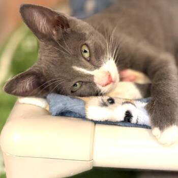 Rescue Domestic Short Hair Cats for Adoption in Warrenton, Oregon - Callie (Hwy 104 Kitten 7) | PetCurious