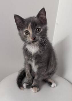 Calamity Jane (In Foster Home) -  Domestic Short Hair and Calico Cat for Adoption in Orland Hills, Illinois - Calamity Jane (In Foster Home) | PetCurious
