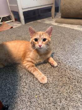 Happy Gilmore -  Tabby and Domestic Short Hair Cat Available for Adoption in Cincinnati, Ohio - Happy Gilmore | PetCurious