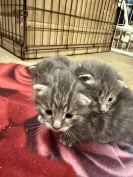 Layla -  Domestic Medium Hair Cat for Adoption in Fredericton, New Brunswick - Layla | PetCurious