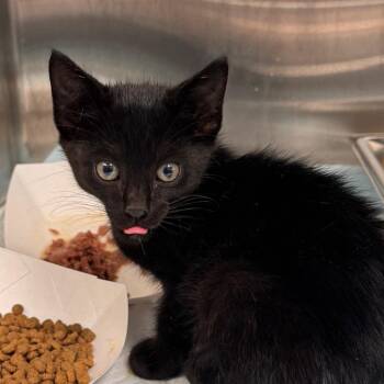 Domestic Short Hair Cats Available for Adoption in Clearwater, Florida - Dash | PetCurious