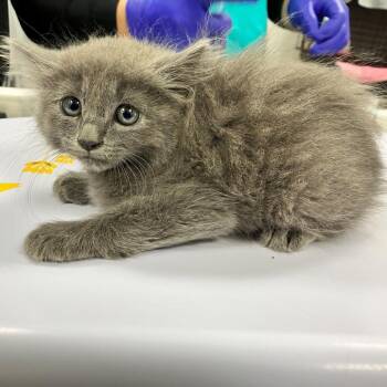Zigzag -  Domestic Medium Hair Cat for Adoption in Las Cruces, New Mexico - Zigzag | PetCurious